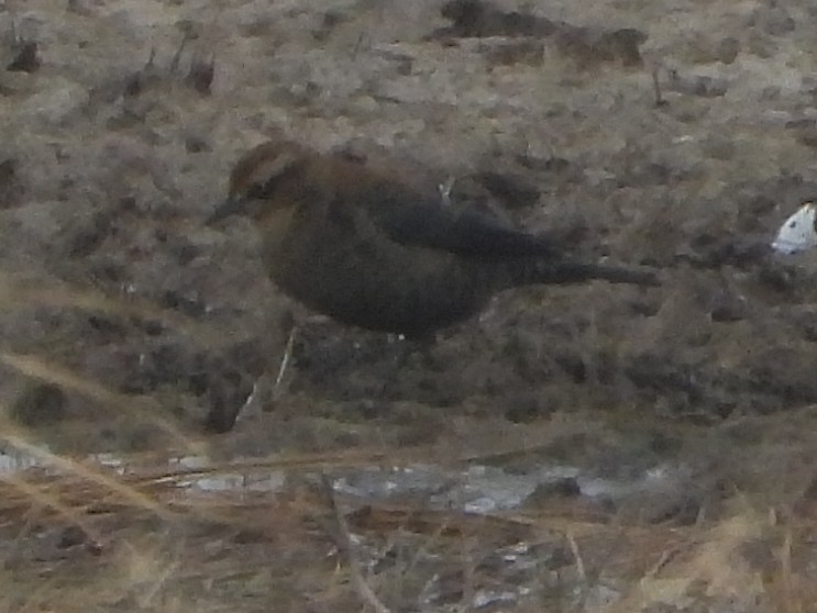 kanadatrupial - ML643545761
