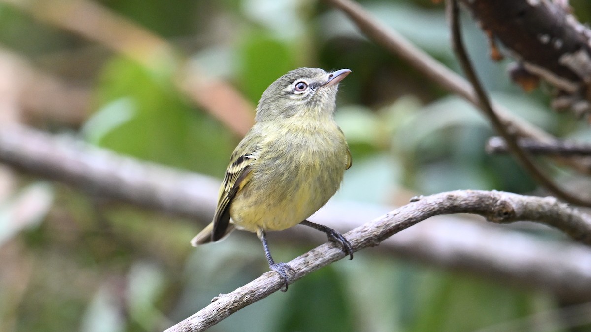 Rough-legged Tyrannulet - ML643545781