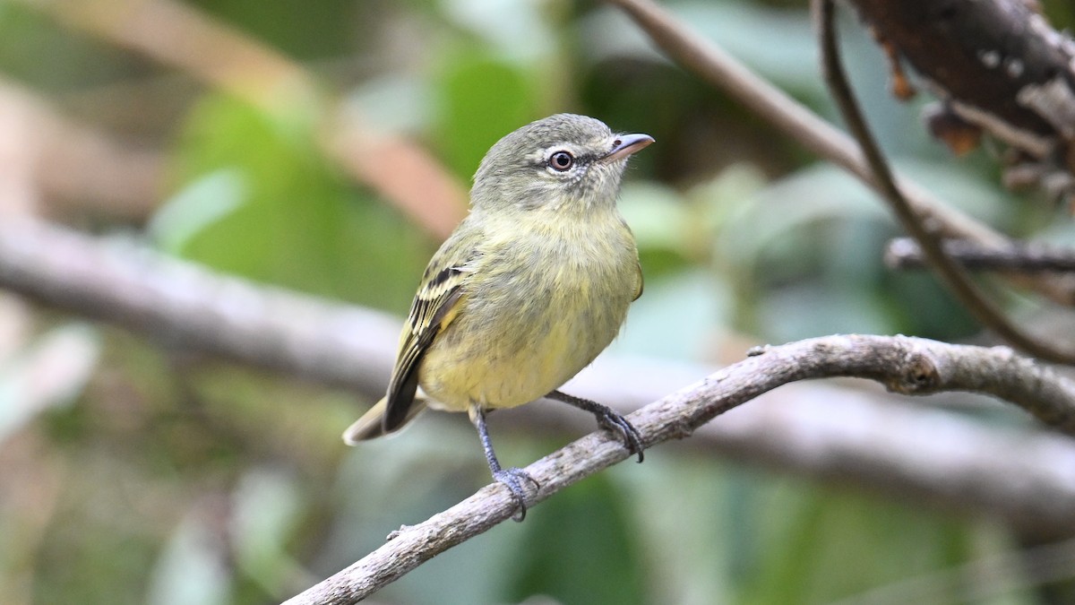 Rough-legged Tyrannulet - ML643545786