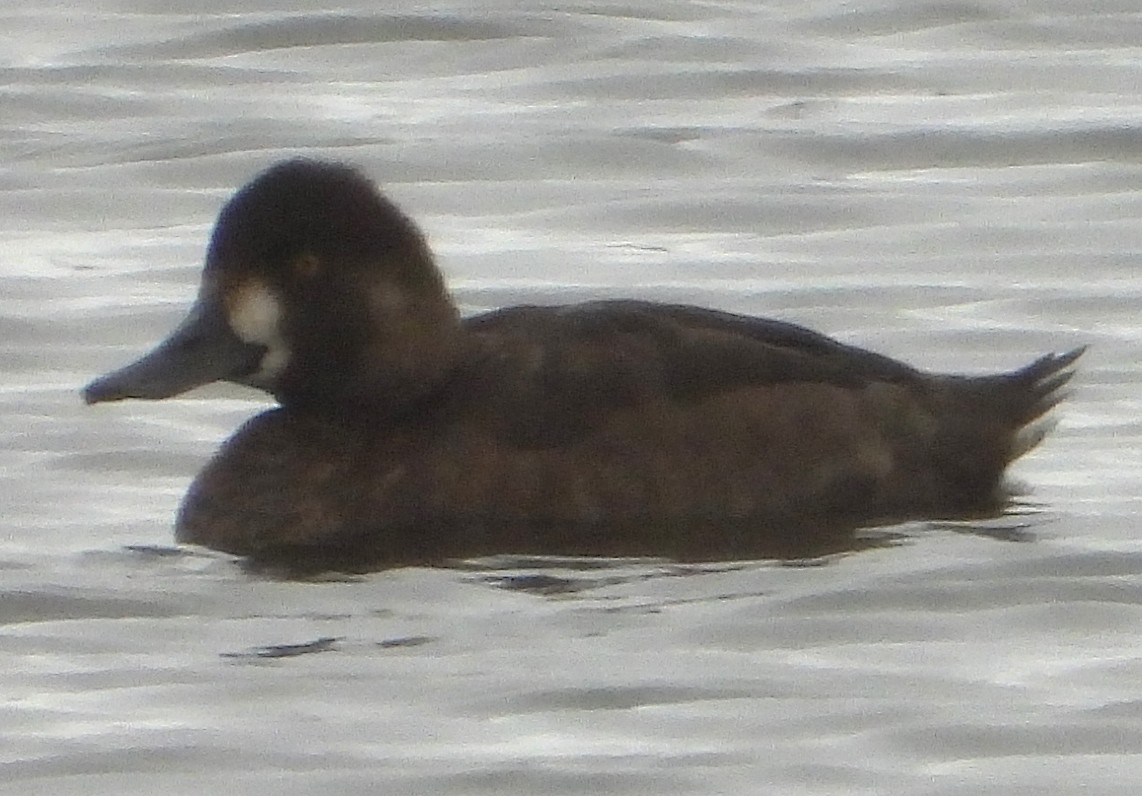 Kanadabergente - ML643545787