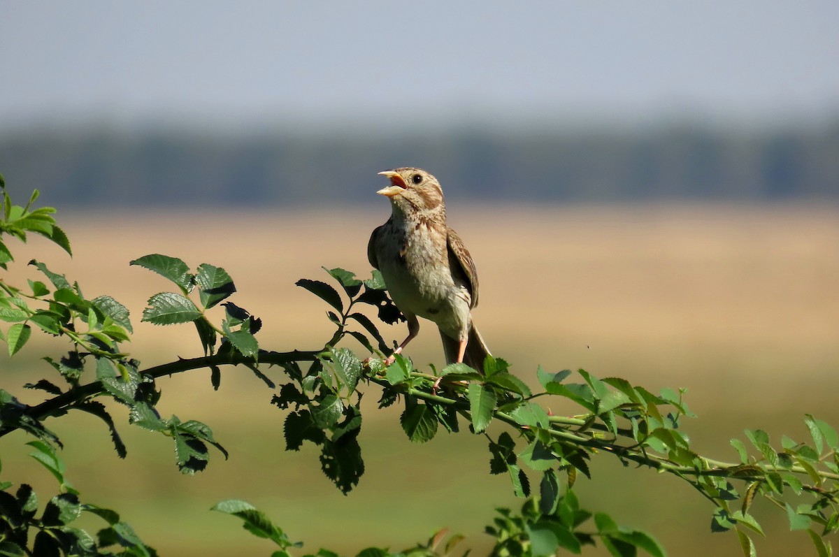 Corn Bunting - ML643545799