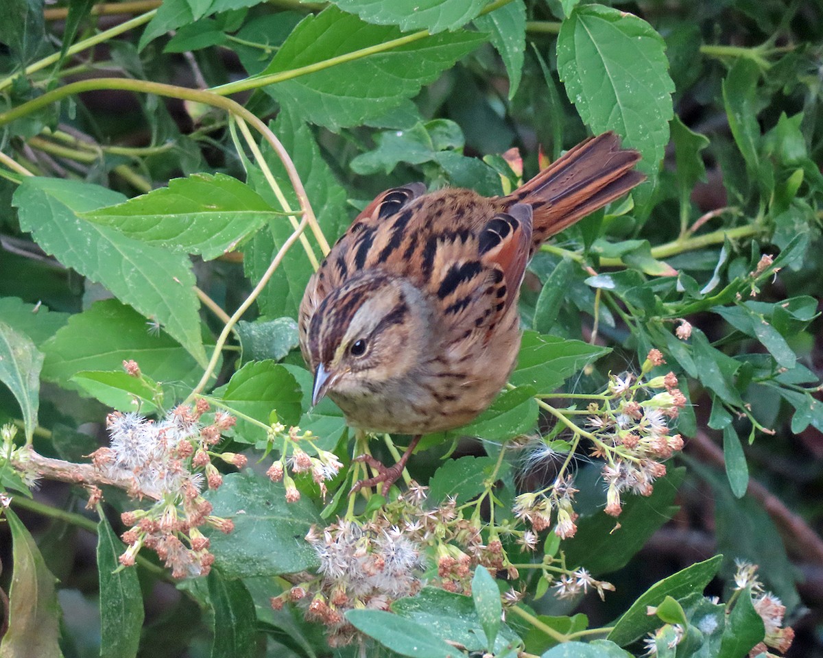 Swamp Sparrow - ML643545808