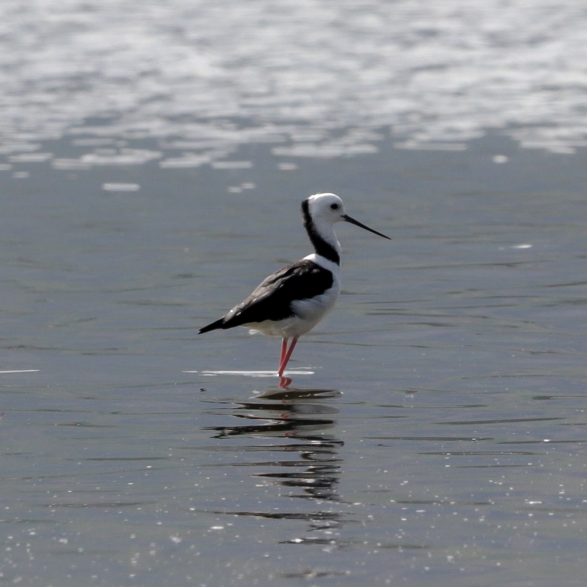 Pied Stilt - ML643545809