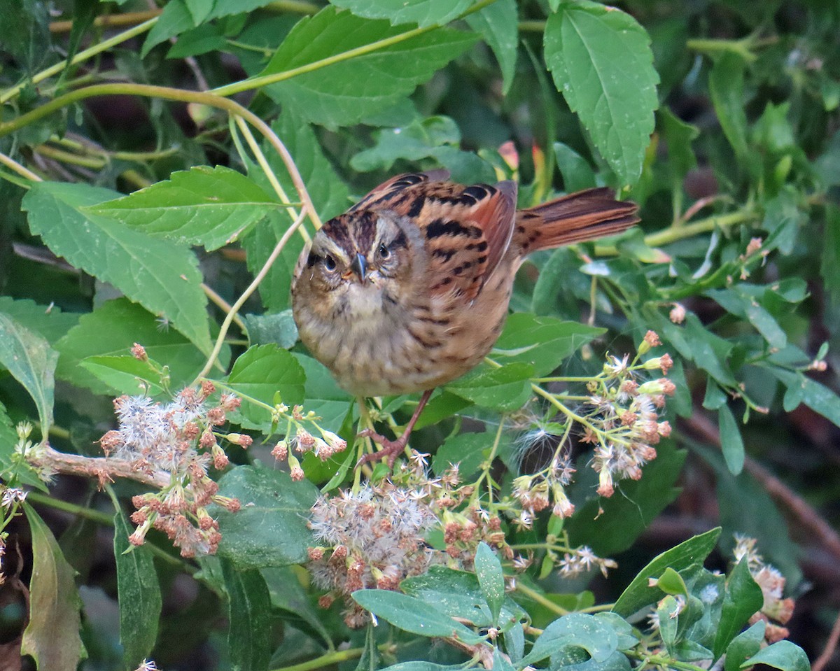 Swamp Sparrow - ML643545810