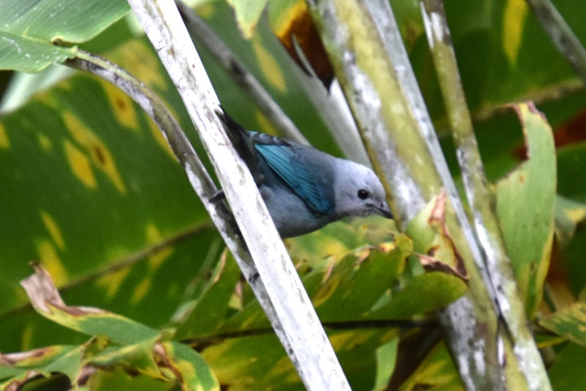 Blue-gray Tanager - ML643545811