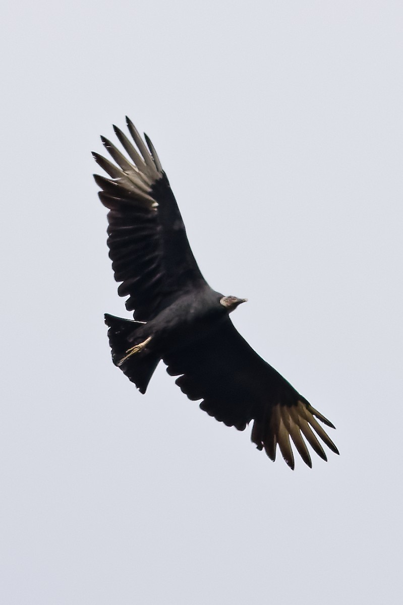 Black Vulture - ML643545813