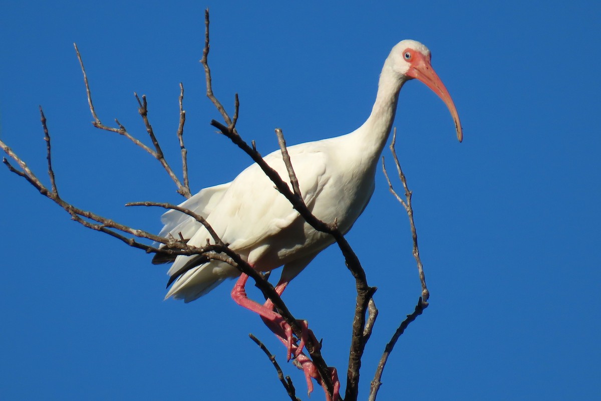 White Ibis - ML643545817
