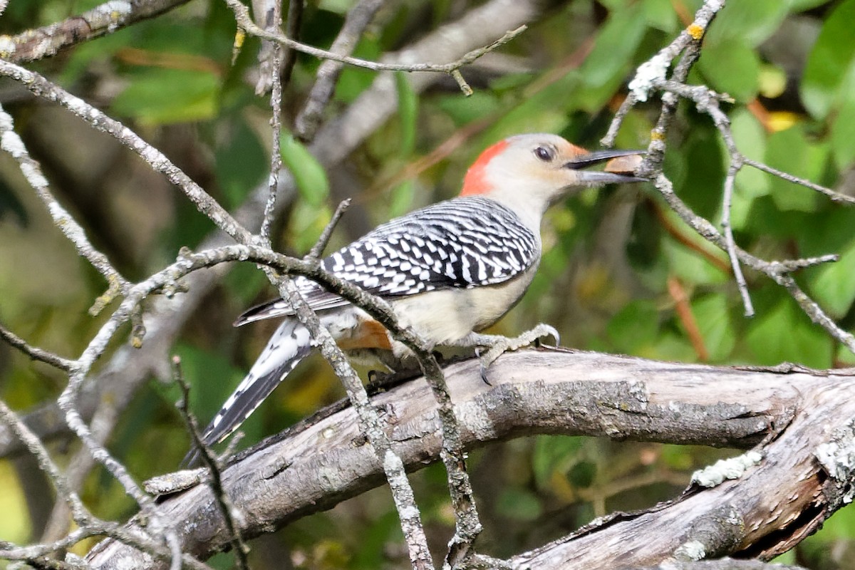 Red-bellied Woodpecker - ML643545818