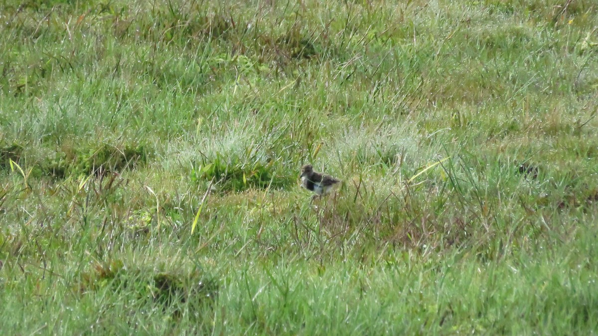 Southern Lapwing - ML643545823