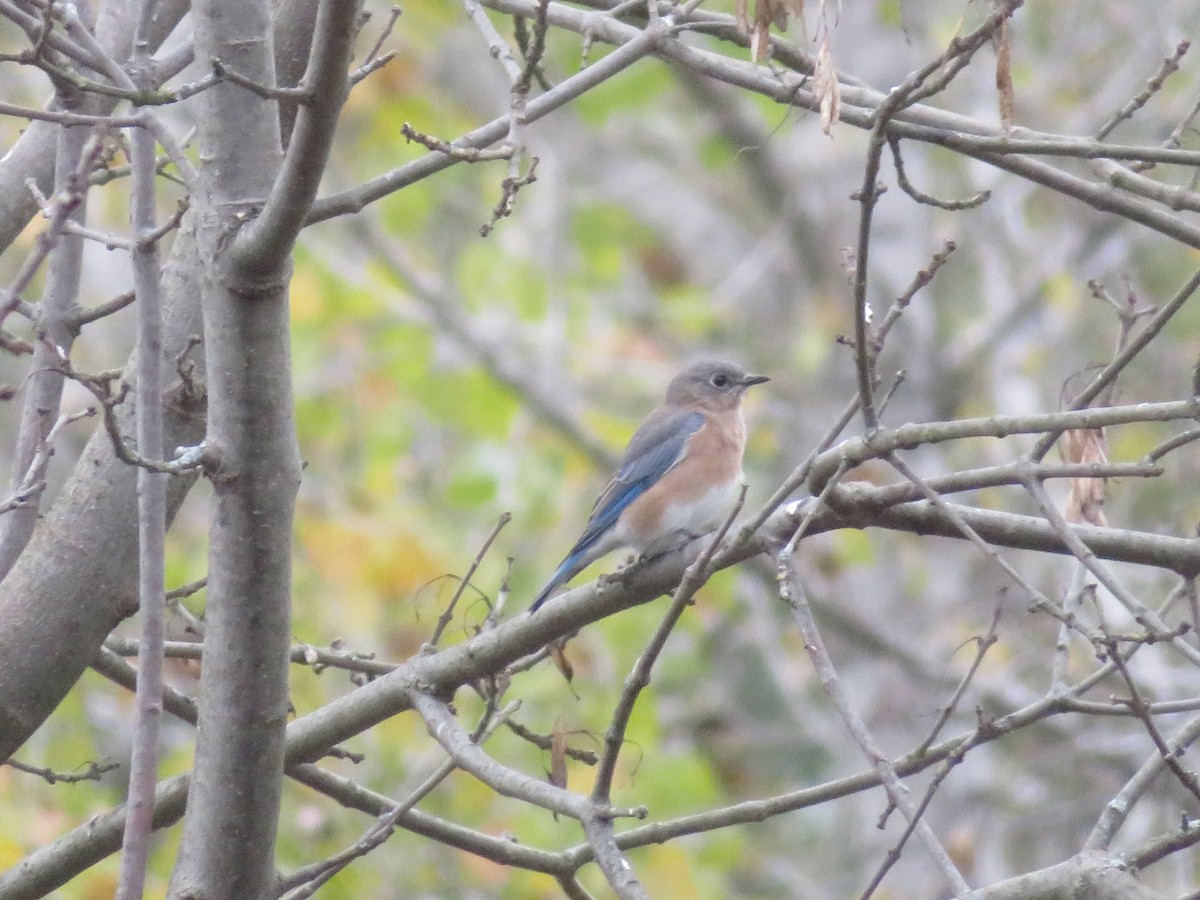 Eastern Bluebird - ML643545824