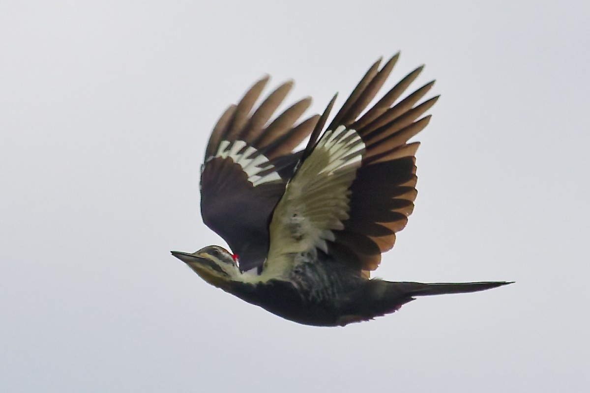 Pileated Woodpecker - ML643545828