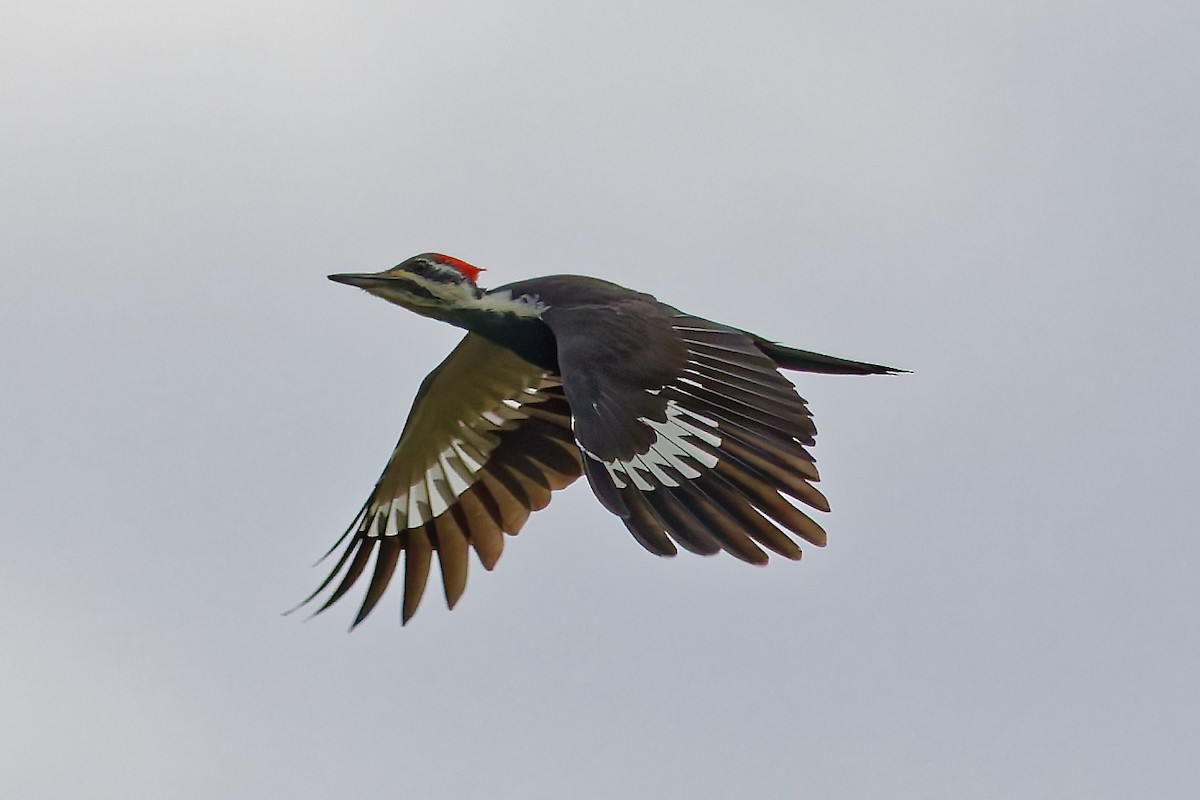 Pileated Woodpecker - ML643545829