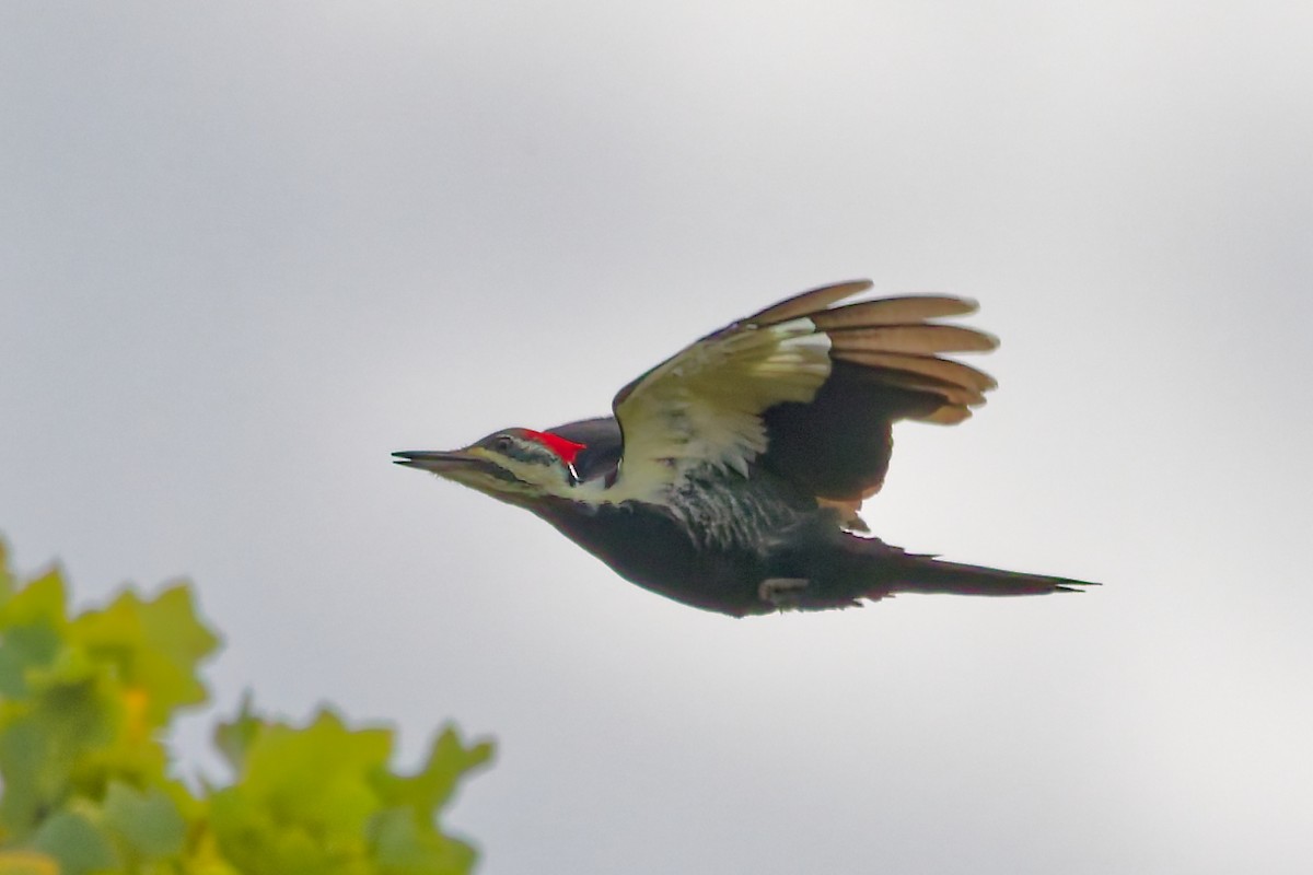 Pileated Woodpecker - ML643545830