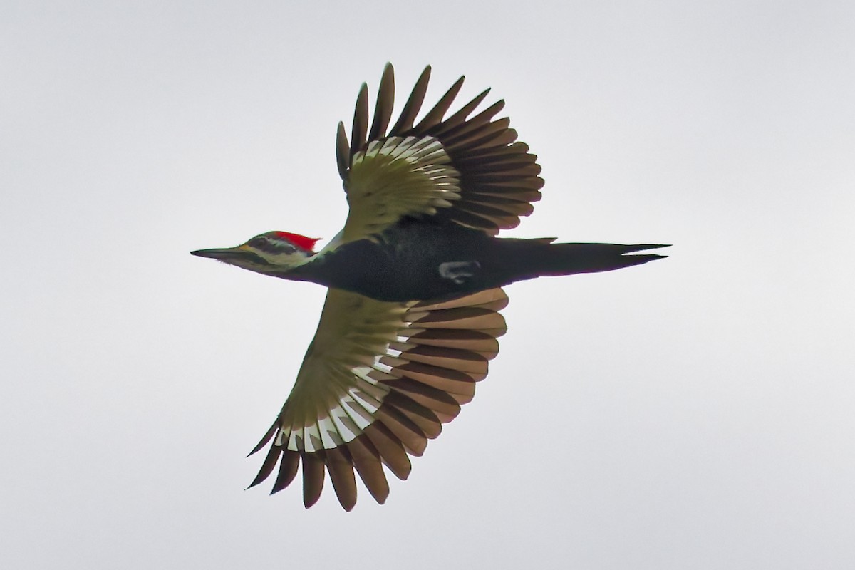 Pileated Woodpecker - ML643545831