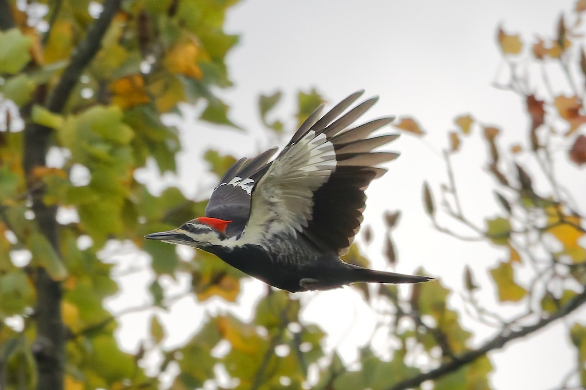 Pileated Woodpecker - ML643545832