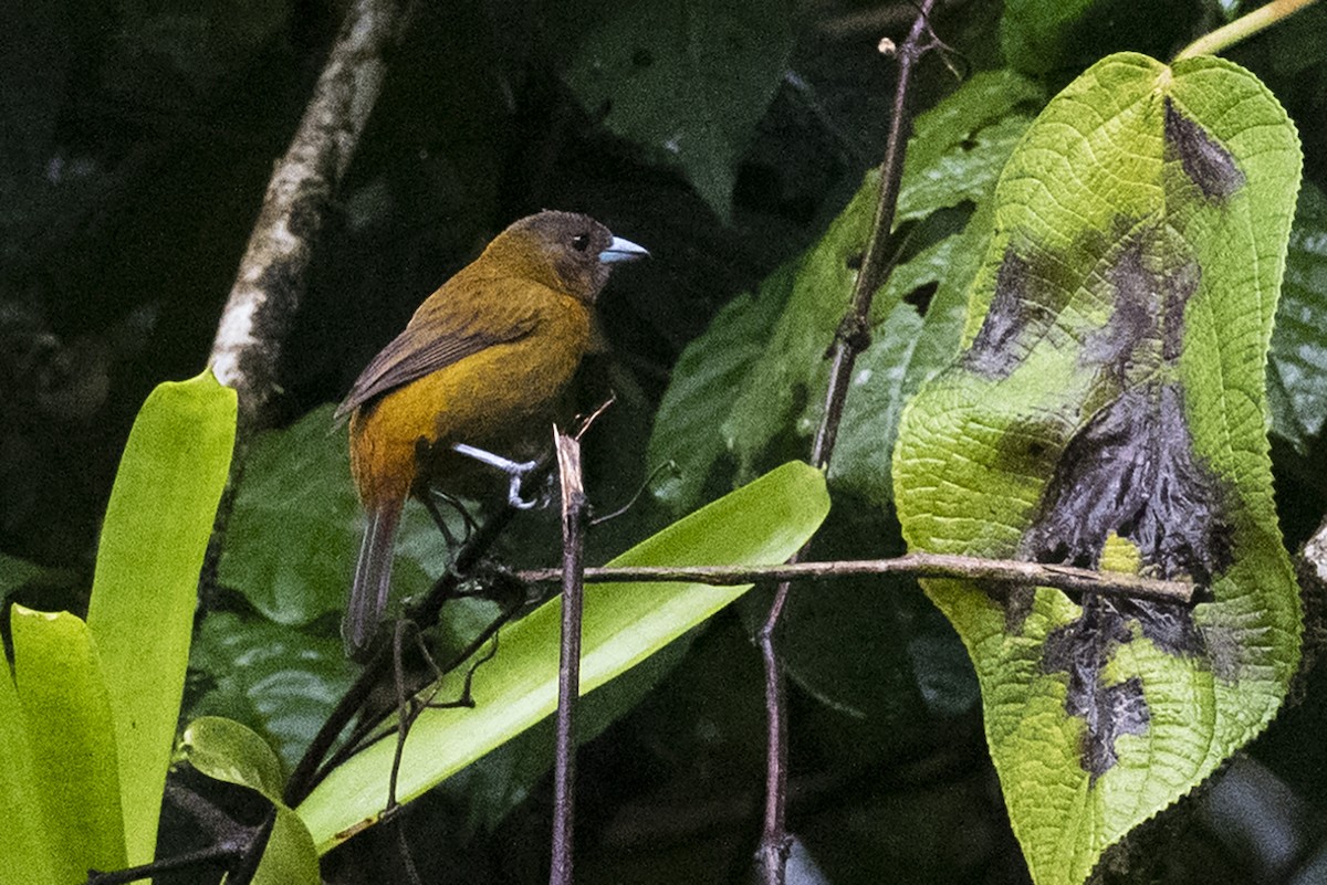 Scarlet-rumped Tanager - ML643545835