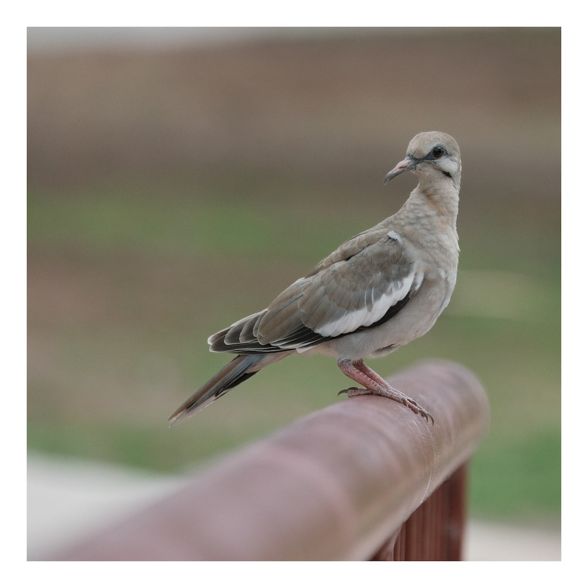 White-winged Dove - ML643545839