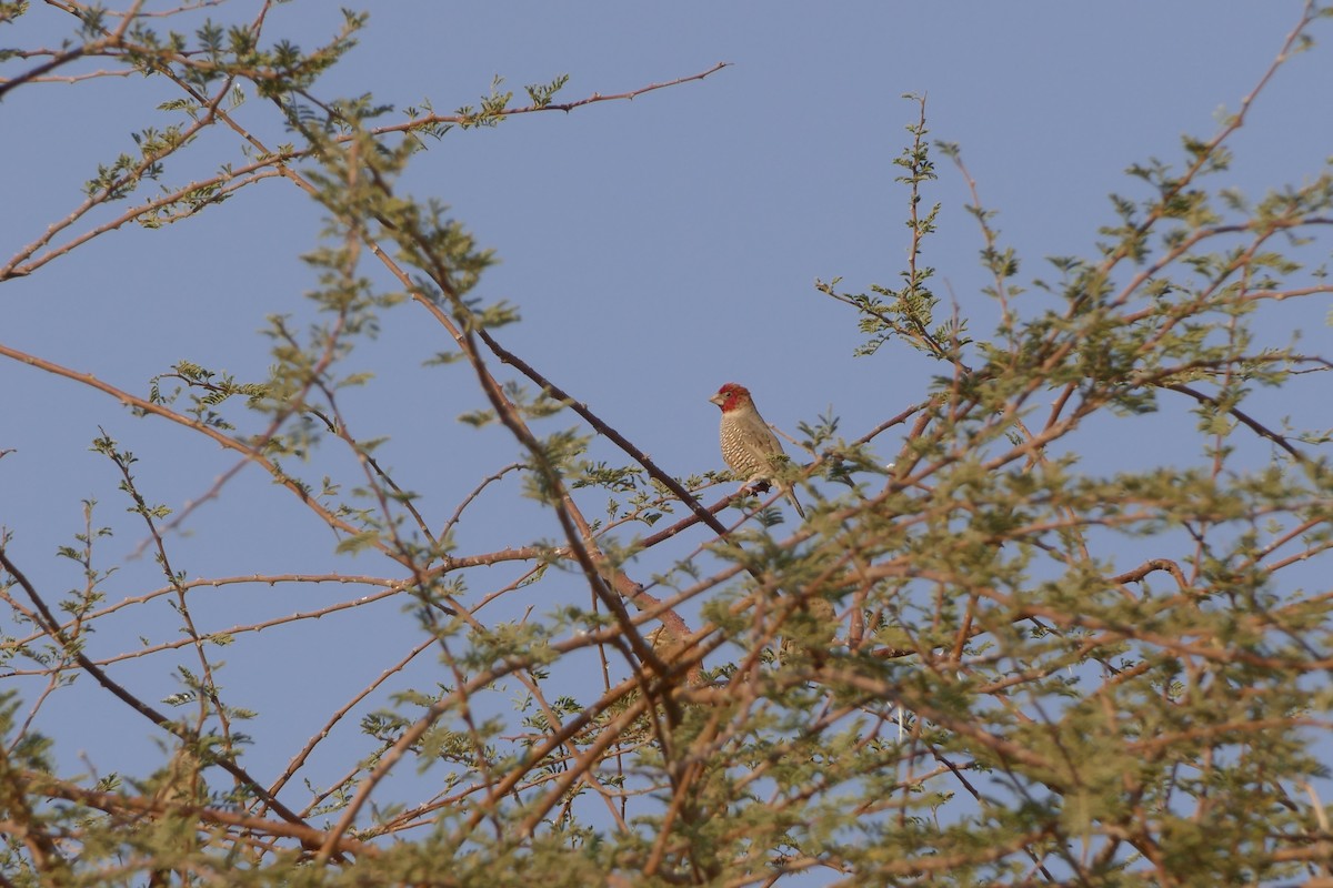 Red-headed Finch - ML643545844