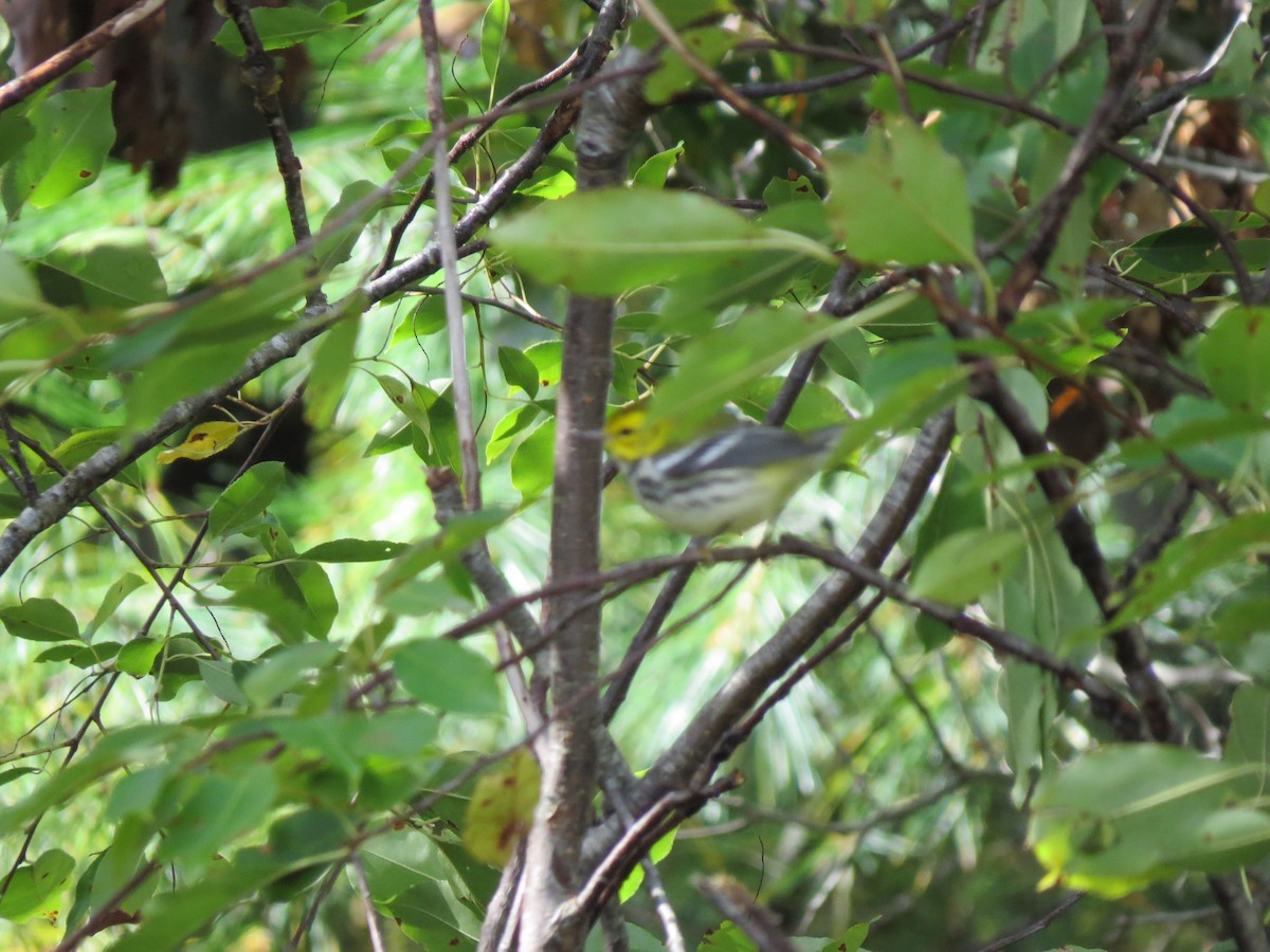 Black-throated Green Warbler - ML643545846