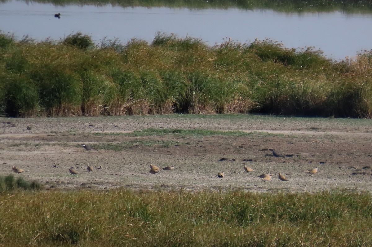 Black-bellied Sandgrouse - ML643545848