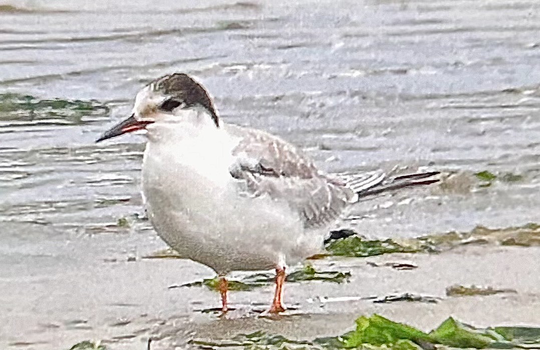 Flussseeschwalbe - ML643545849