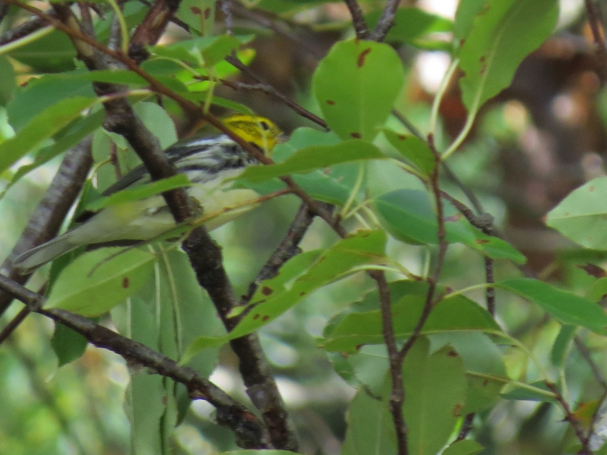Black-throated Green Warbler - ML643545853