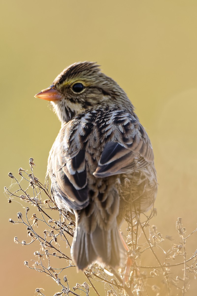 Savannah Sparrow - ML643545860