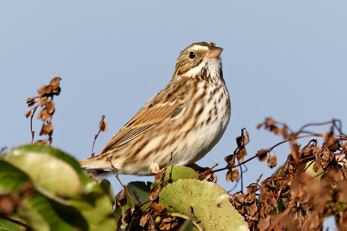 Savannah Sparrow - ML643545861
