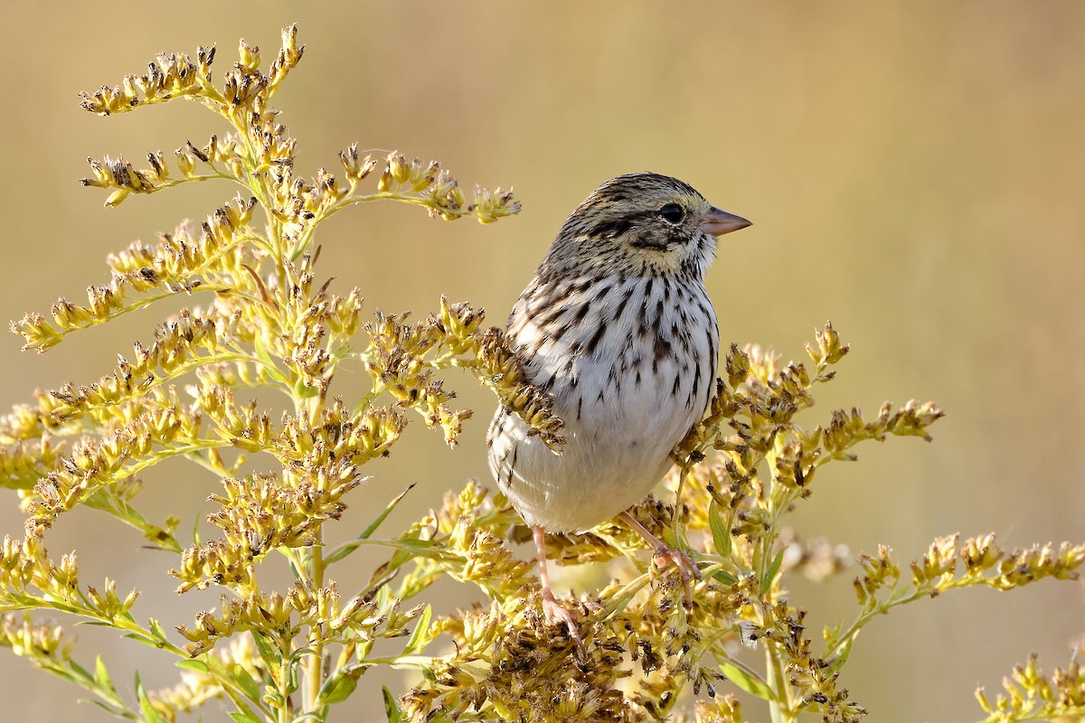 Savannah Sparrow - ML643545862