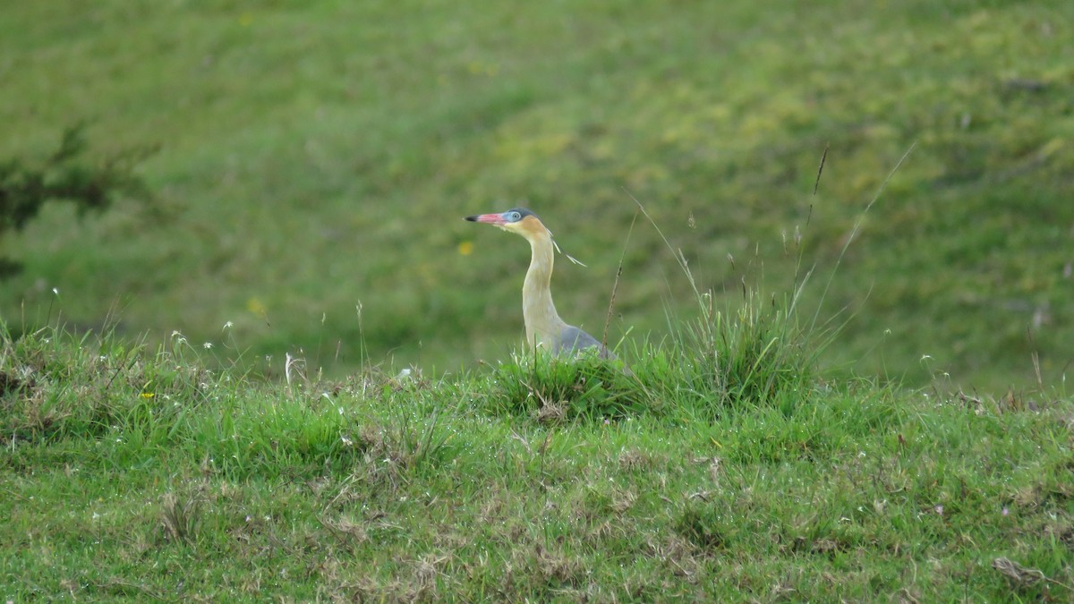Whistling Heron - ML643545876