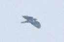 svartbaza - ML643545881
