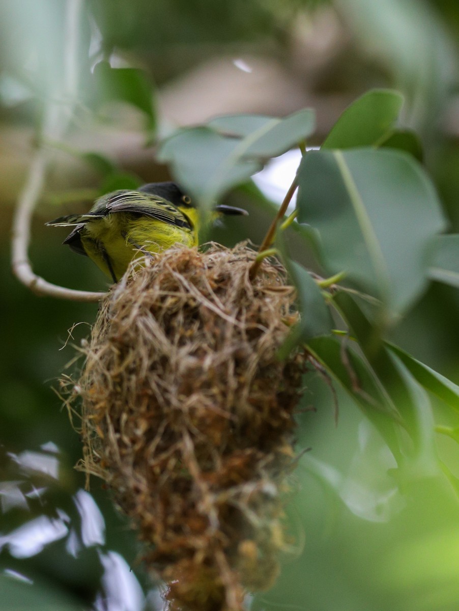 Common Tody-Flycatcher - ML643545893