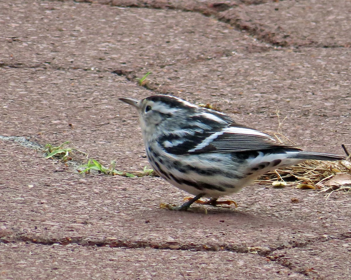 Black-and-white Warbler - ML643545907