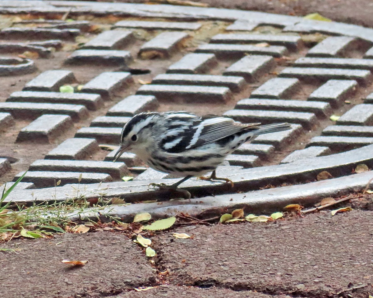 Black-and-white Warbler - ML643545908