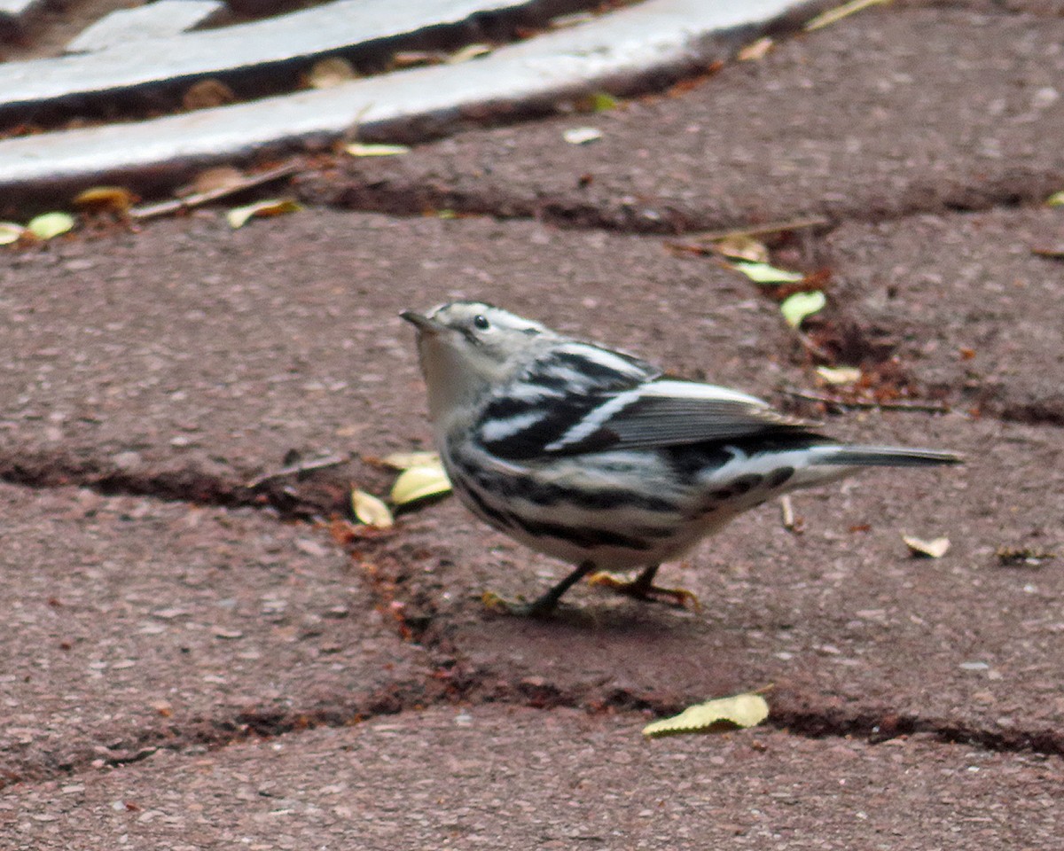 Black-and-white Warbler - ML643545909