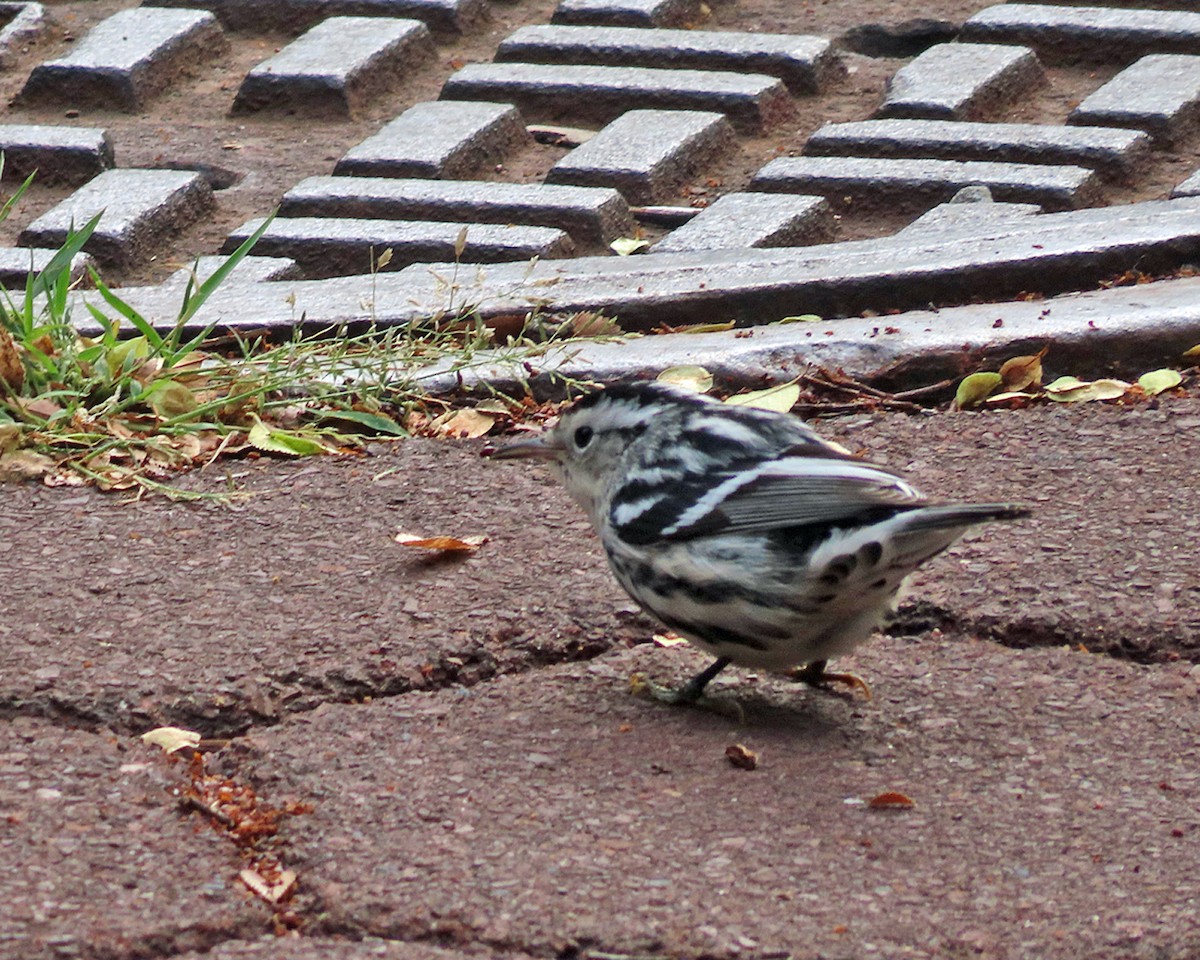 Black-and-white Warbler - ML643545910