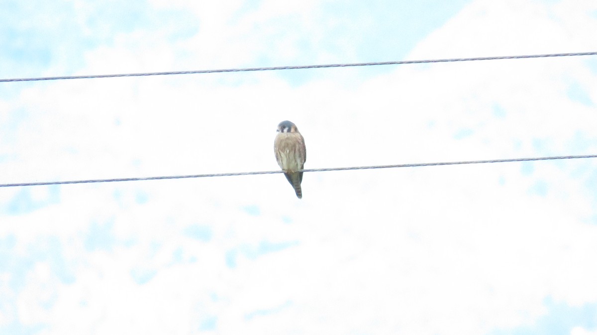 American Kestrel - ML643545939