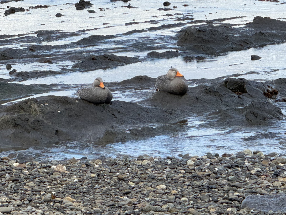 Flightless Steamer-Duck - ML643545940