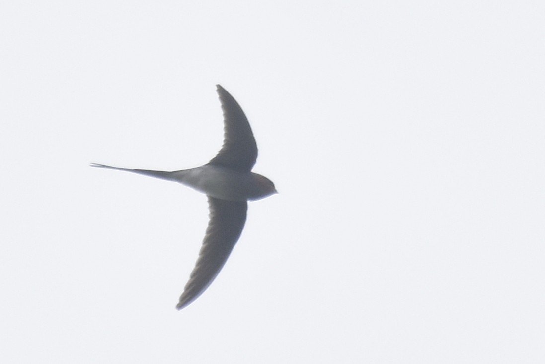 Crested Treeswift - ML643545941