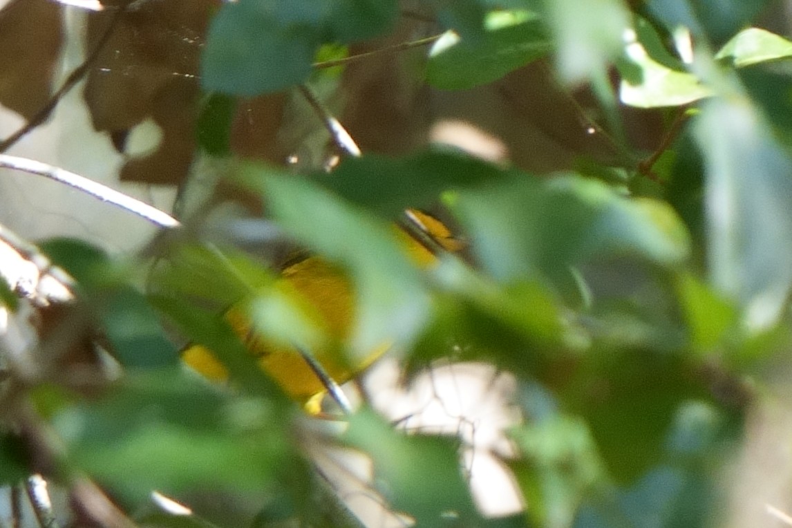 Wilson's Warbler - ML643545942
