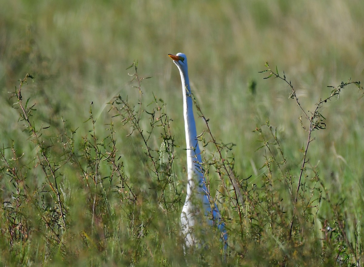 Great Egret - ML643545944