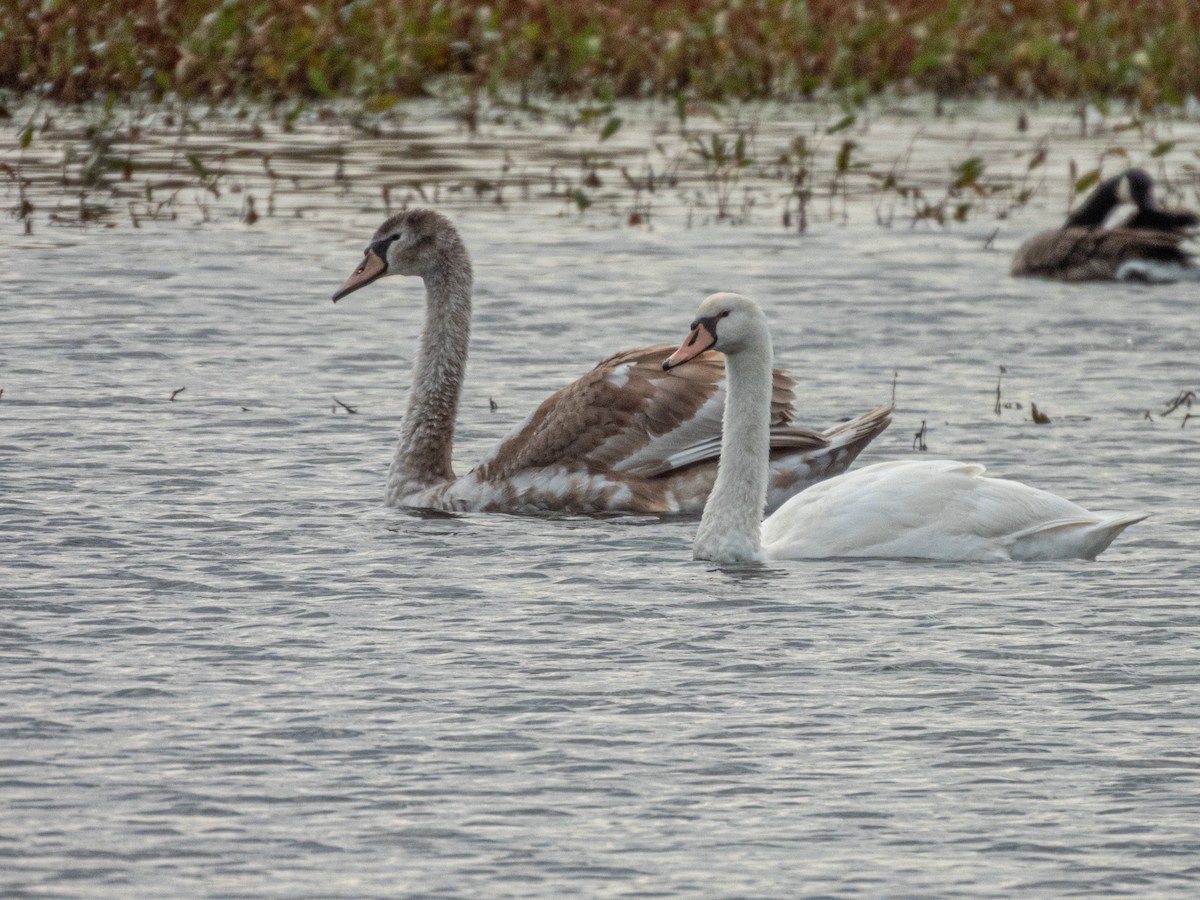 Mute Swan - ML643545945