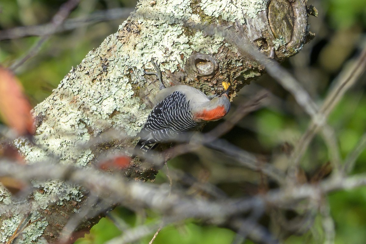 Red-bellied Woodpecker - ML643545946