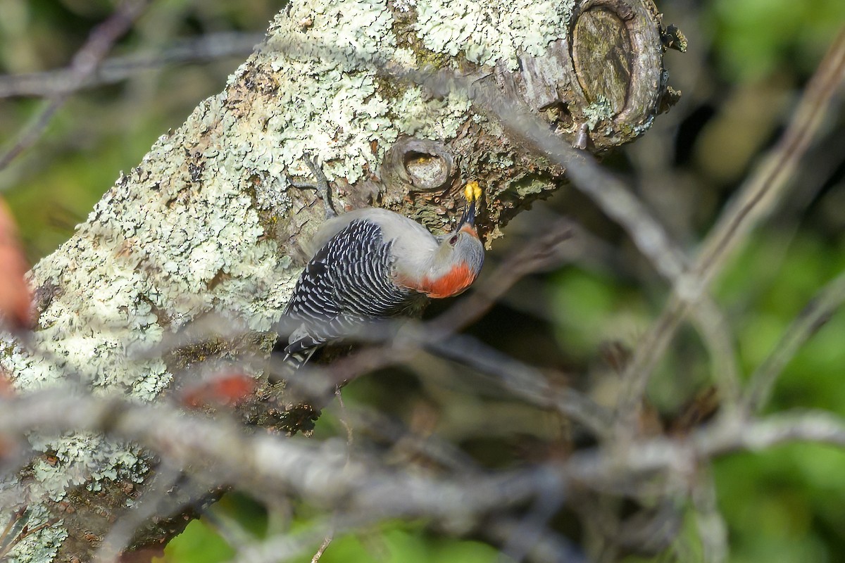 Red-bellied Woodpecker - ML643545948