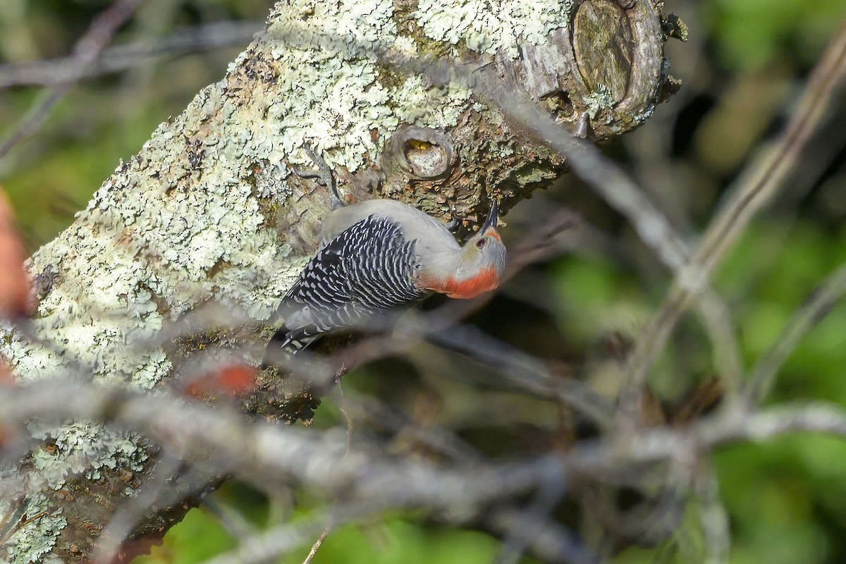 Red-bellied Woodpecker - ML643545949