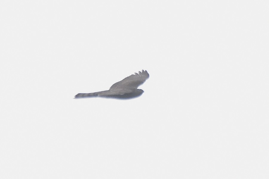 Eurasian Sparrowhawk - ML643545951
