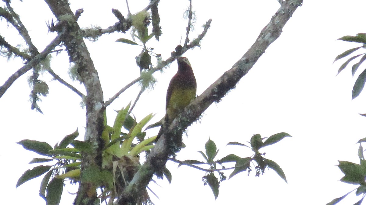 Crimson-mantled Woodpecker - ML643545952