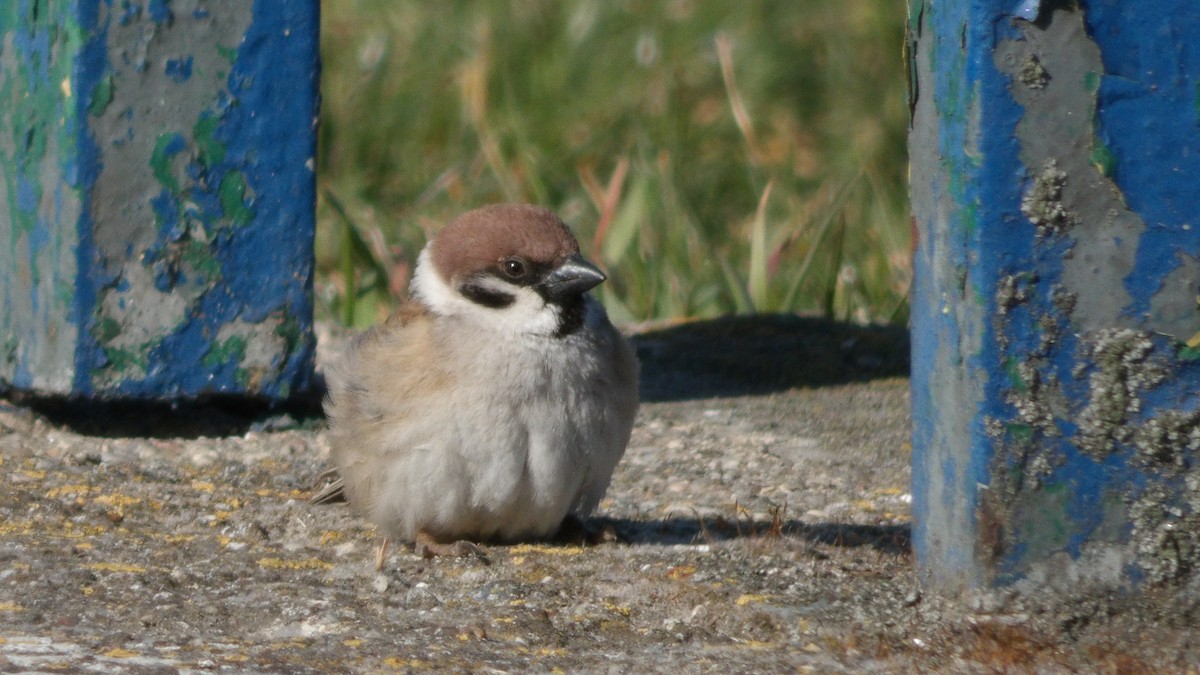 Eurasian Tree Sparrow - ML643545954