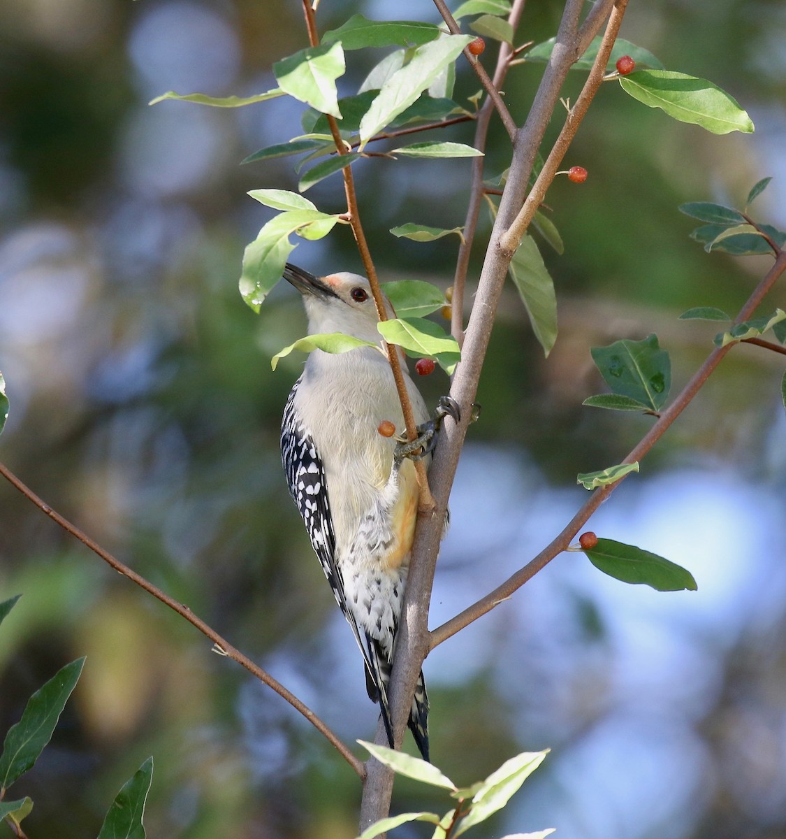 Red-bellied Woodpecker - ML643545955