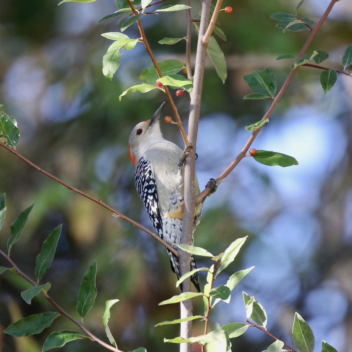 Red-bellied Woodpecker - ML643545956